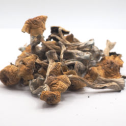 South American Mushrooms